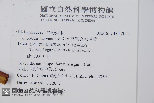 臺灣金狗毛蕨藏品圖，第2張