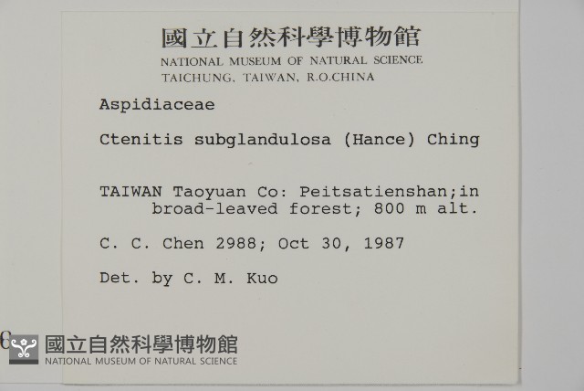 肋毛蕨藏品圖，第2張