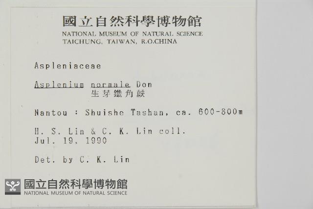 生芽鐵角蕨藏品圖，第2張