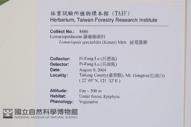 羅蔓藤蕨藏品圖，第2張