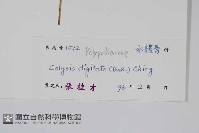 掌葉線蕨藏品圖，第2張