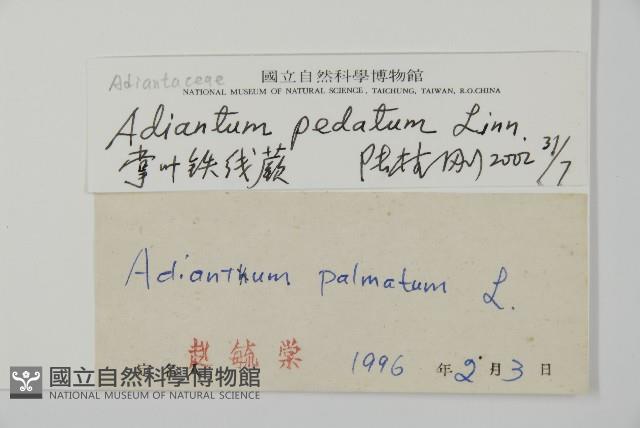 掌葉鐵線蕨藏品圖，第2張