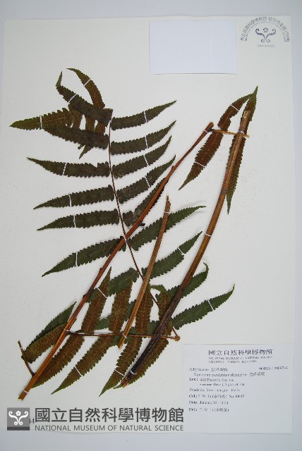過溝菜蕨藏品圖，第1張