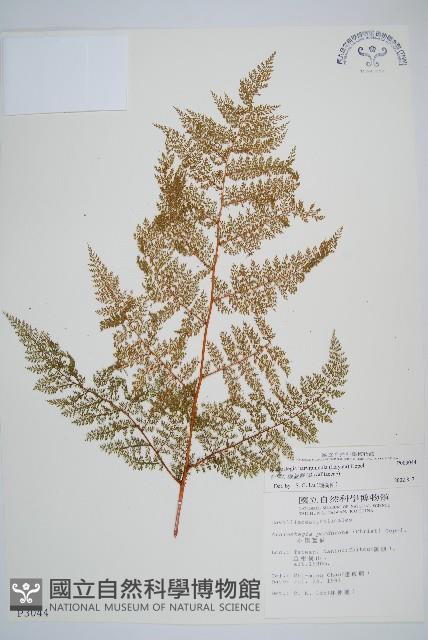 台灣小膜蓋蕨藏品圖，第1張