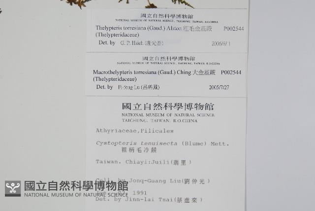 粗毛金星蕨藏品圖，第2張