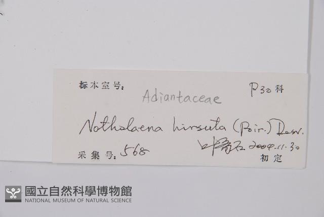 隱囊蕨藏品圖，第2張