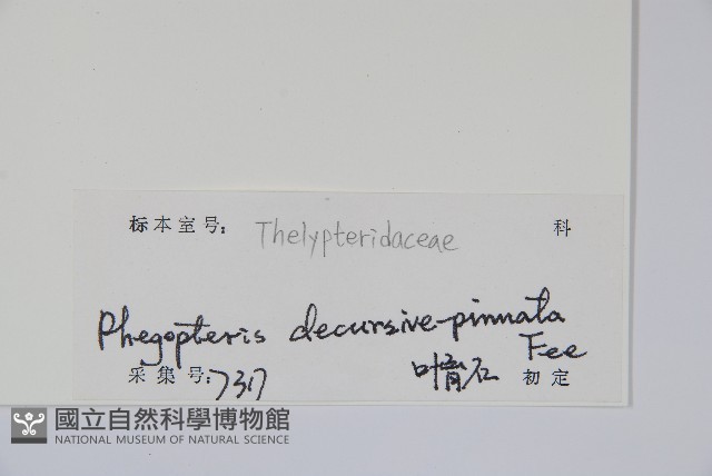 翅軸假金星蕨、短柄卵果蕨藏品圖，第2張