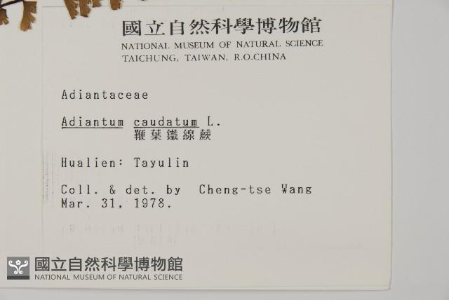 鞭葉鐵線蕨藏品圖，第2張