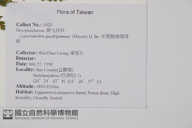 毛苞擬複葉耳蕨藏品圖，第2張