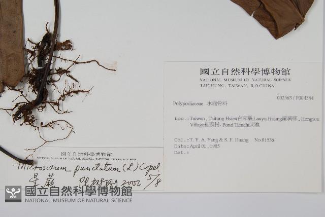 星蕨藏品圖，第2張