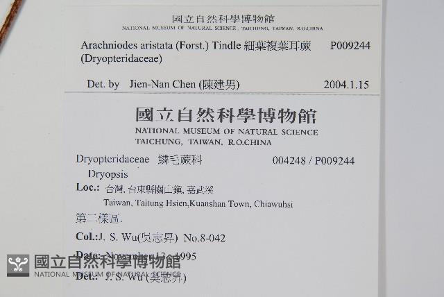 細葉複葉耳蕨藏品圖，第2張