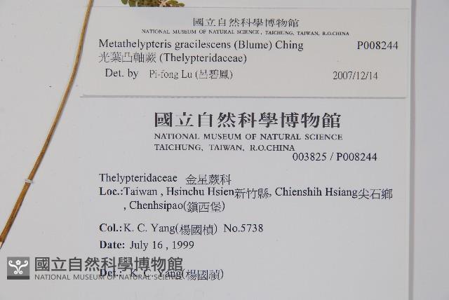 光葉凸軸蕨藏品圖，第2張