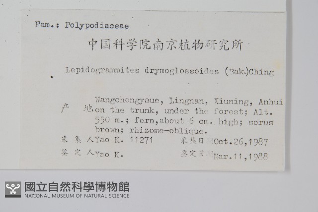 抱石蓮藏品圖，第2張