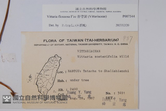 書帶蕨藏品圖，第2張