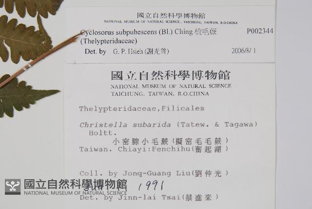 梳毛蕨藏品圖，第2張