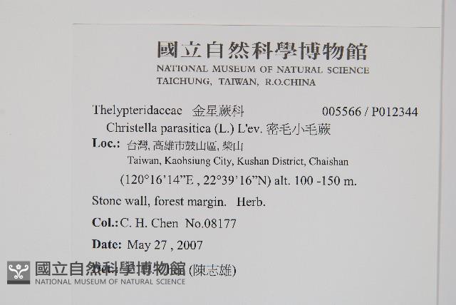 密毛小毛蕨藏品圖，第2張