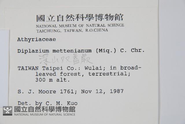 深山雙蓋蕨藏品圖，第2張