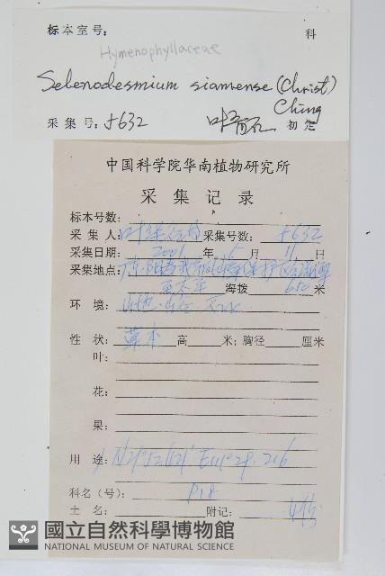 廣西長筒蕨藏品圖，第2張