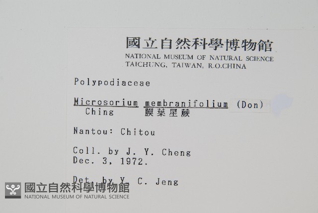 膜葉星蕨藏品圖，第2張