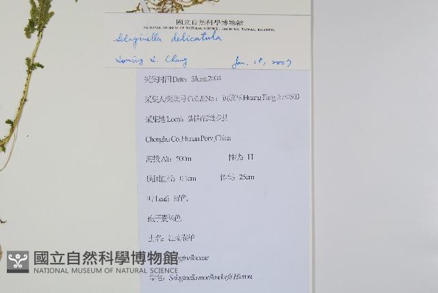 全緣卷柏藏品圖，第2張