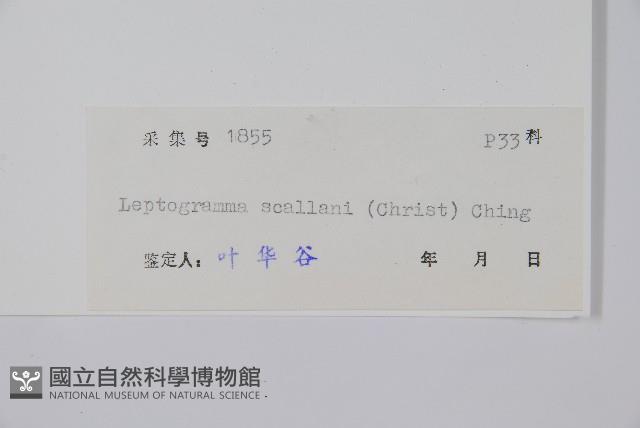 峨眉茯蕨藏品圖，第2張