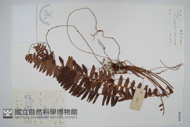 腎蕨藏品圖，第1張