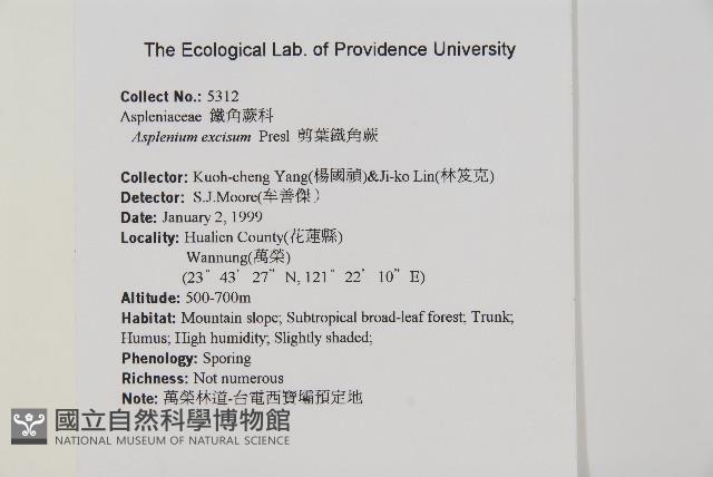 剪葉鐵角蕨藏品圖，第2張