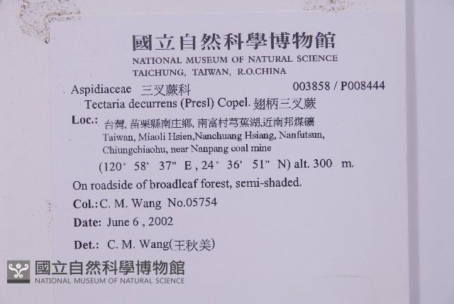 翅柄三叉蕨藏品圖，第2張