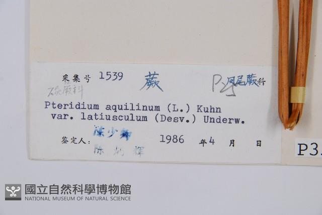 蕨藏品圖，第2張