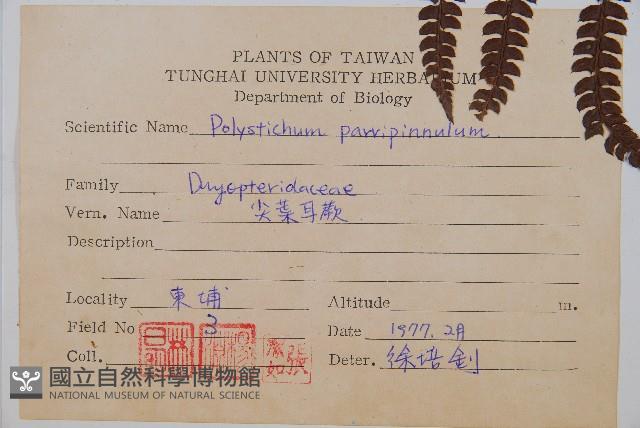 尖葉耳蕨藏品圖，第2張