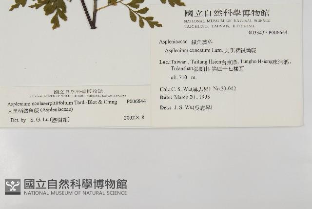 大黑柄鐵角蕨、黃鱗鐵角蕨、大羽鐵角蕨藏品圖，第2張