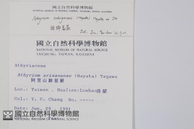 姬蹄蓋蕨藏品圖，第2張