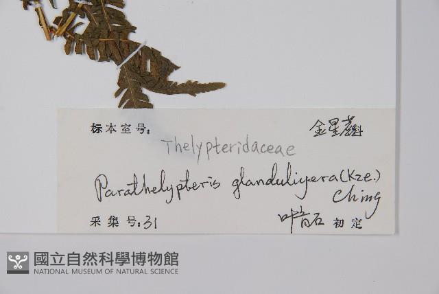 密腺副金星蕨藏品圖，第2張