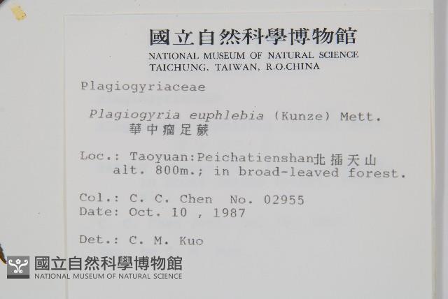 華中瘤足蕨藏品圖，第2張