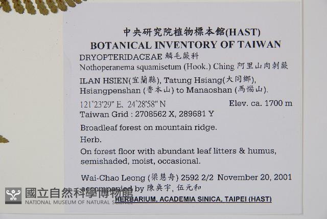 阿里山肉刺蕨藏品圖，第2張
