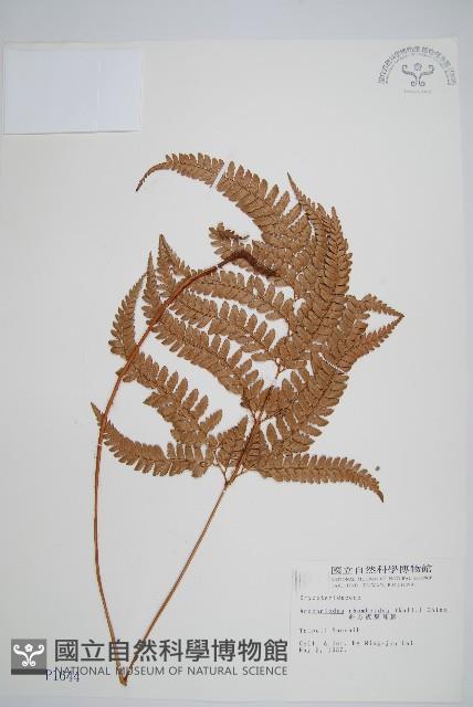 細葉複葉耳蕨藏品圖，第1張