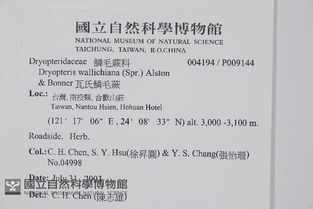 瓦氏鱗毛蕨藏品圖，第2張