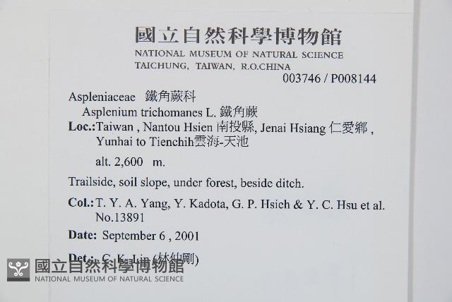 鐵角蕨藏品圖，第2張