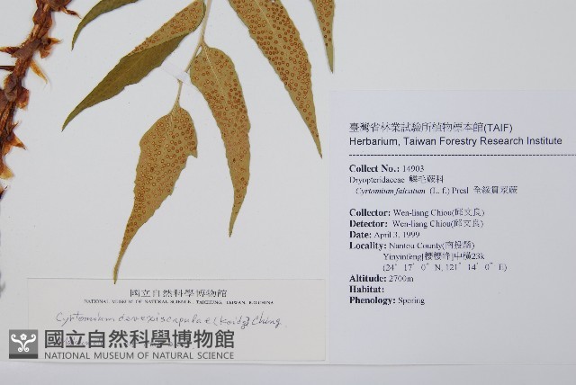 披針貫眾蕨藏品圖，第2張