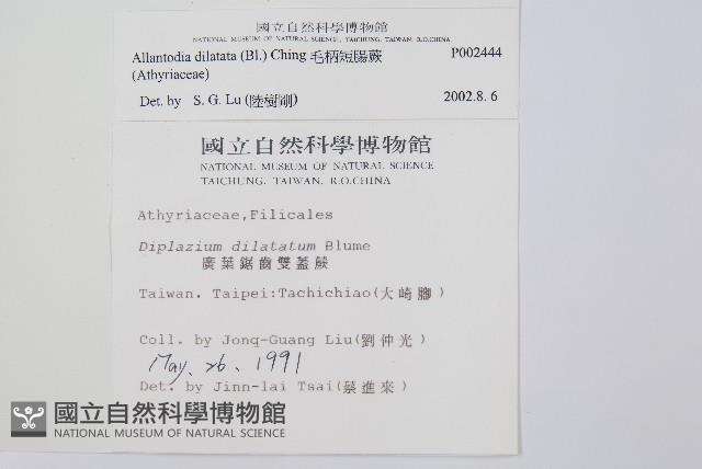 毛柄短腸蕨藏品圖，第2張