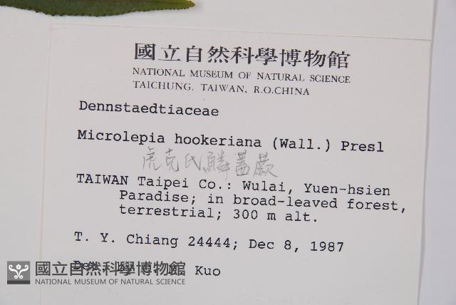 虎克氏鱗蓋蕨藏品圖，第2張