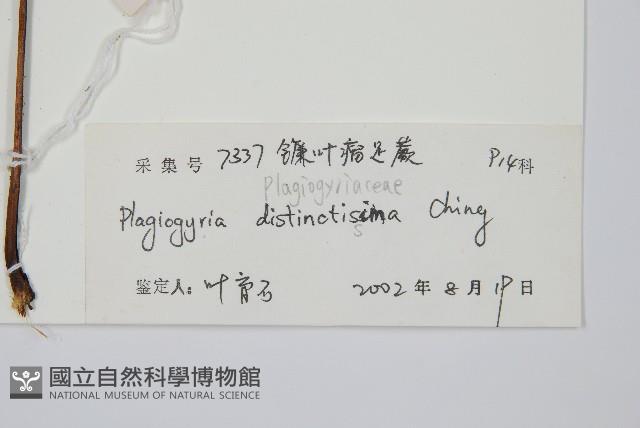 鐮葉瘤足蕨藏品圖，第2張