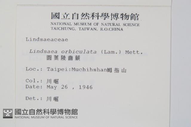 圓葉陵齒蕨藏品圖，第2張