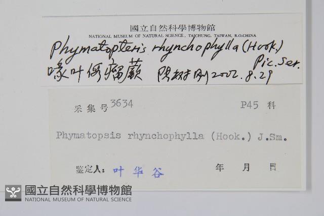 岡本氏茀蕨藏品圖，第2張