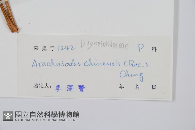 中華複葉耳蕨藏品圖，第2張