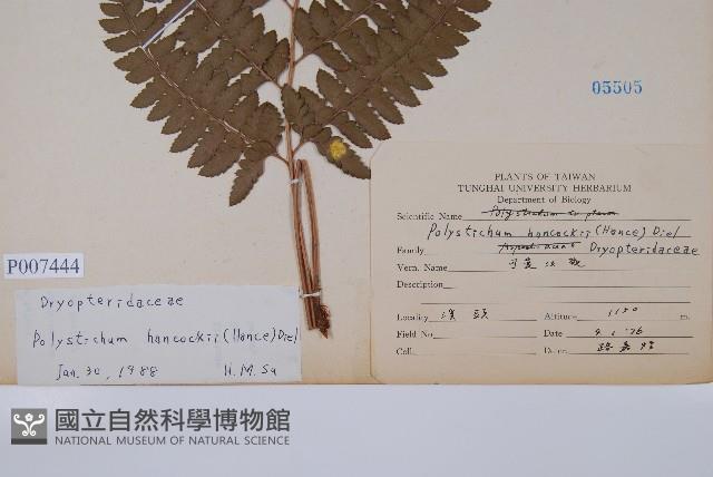 韓氏耳蕨藏品圖，第2張