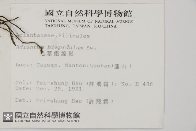 毛葉鐵線蕨藏品圖，第2張