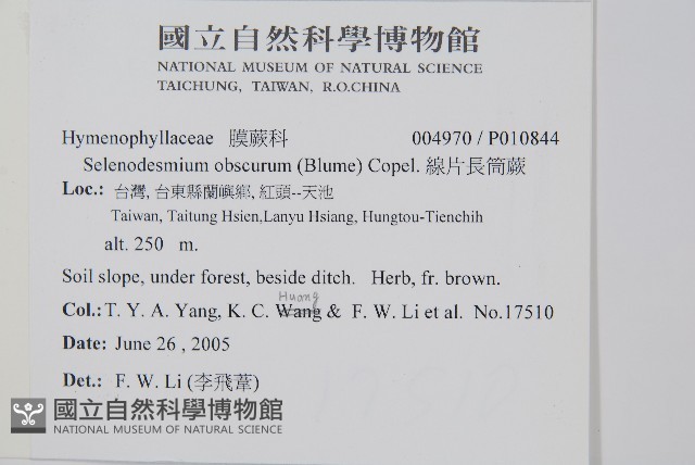 線片長筒蕨藏品圖，第2張