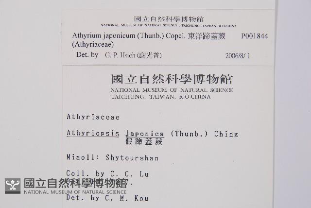 東洋蹄蓋蕨藏品圖，第2張