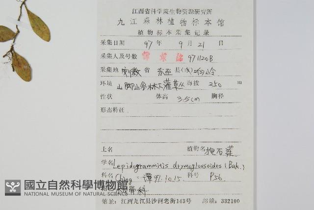 抱石蓮藏品圖，第2張